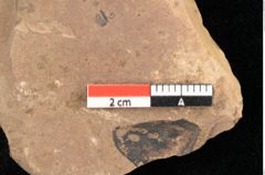 Foto (Detailsansicht) von Quercus palaeoilex Ettingshausen (NHMW-GEO-2024-0188-0975)